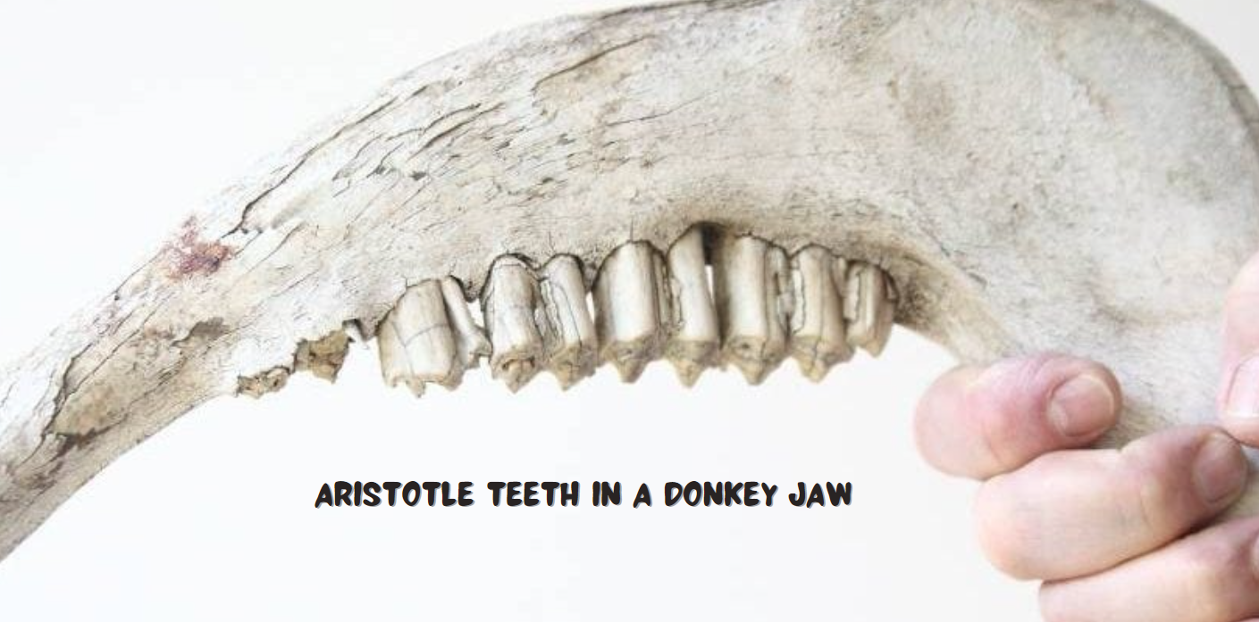 aristotle teeth in a donkey jaw